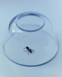 A small wasp trapped under an inverted clear plastic bowl on a white surface.
