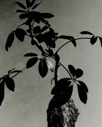 Black and white editorial photography of a potted plant with dark silhouetted leaves against a plain background