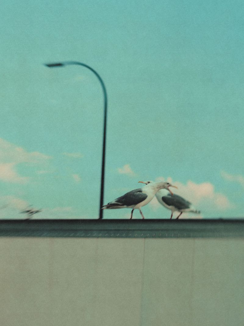 Two seagulls perched on a flat surface under a clear sky, with a street lamp in the background. The birds are close to each other.