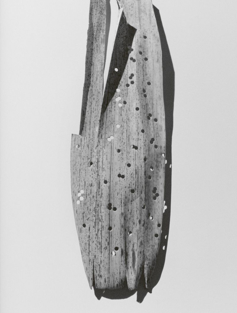 Monochrome still life featuring a dried palm leaf with small holes against a white background, creating abstract shadows and textures.