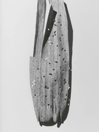 Monochrome still life featuring a dried palm leaf with small holes against a white background, creating abstract shadows and textures.