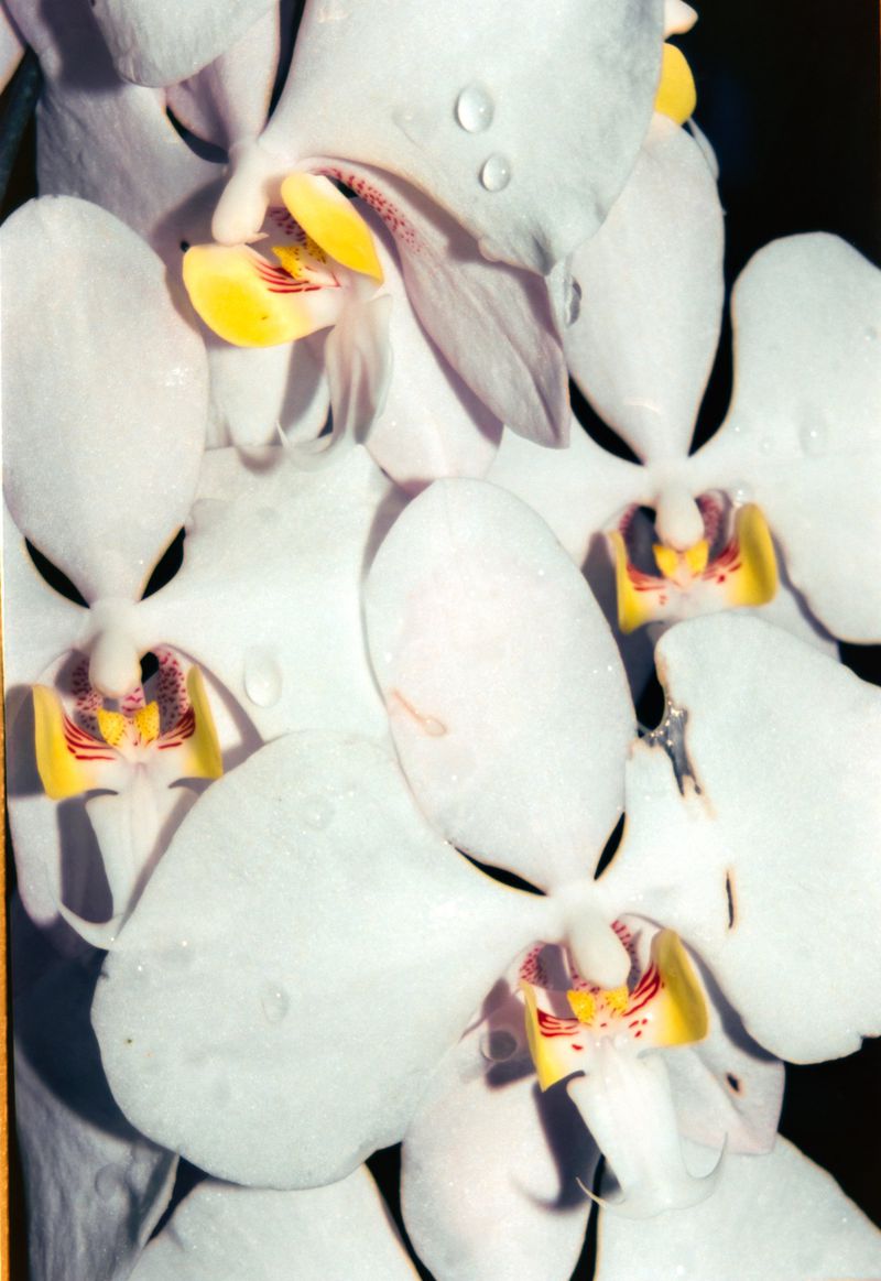 Close-up photograph of white orchids with yellow and red accents, showcasing the delicate details of the flower petals and water droplets.