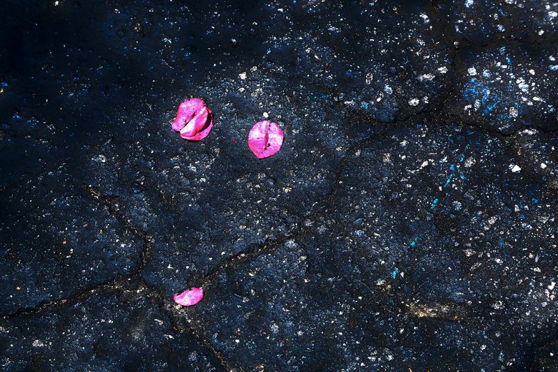 Abstract dark asphalt surface with cracked texture and vibrant pink flower petals scattered across the rough, weathered background.
