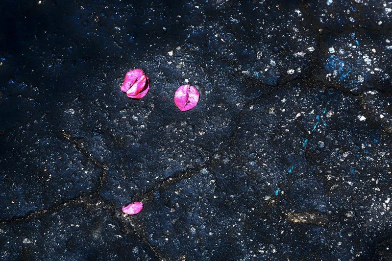 Abstract dark asphalt surface with cracked texture and vibrant pink flower petals scattered across the rough, weathered background.
