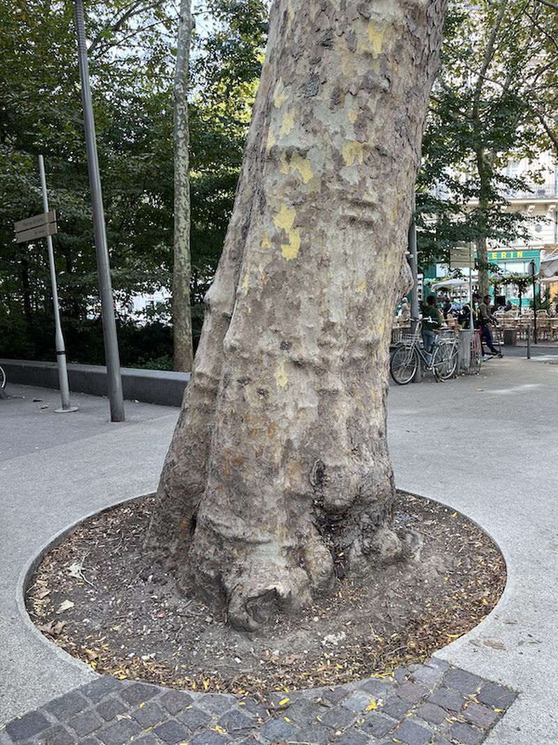 Close-up of a large, mature tree trunk with mottled bark in an urban setting with a cobblestone and concrete surface surrounding its base.