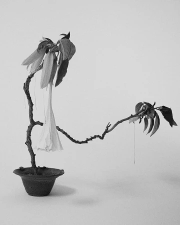 Black and white photo of an indoor still life with a potted plant featuring a branch, leaves, and a wilting flower.