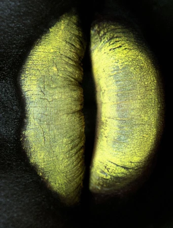 Macro image of two yellow and green banana plants merging together in a dark studio. The plants are textured with ridges and veins.