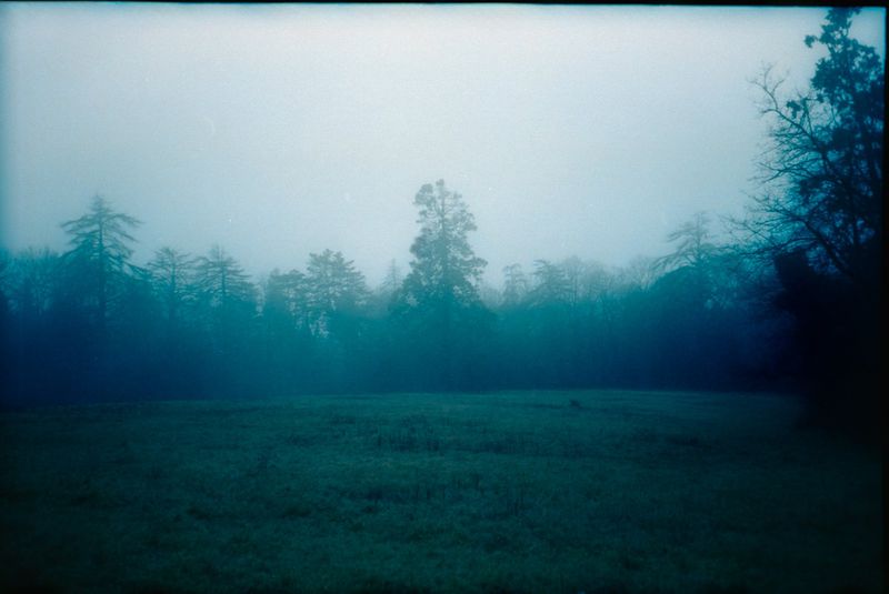 Misty landscape with a dense forest and grassy field, evoking a sense of serenity and mystery. The scene is dominated by cool, muted tones.