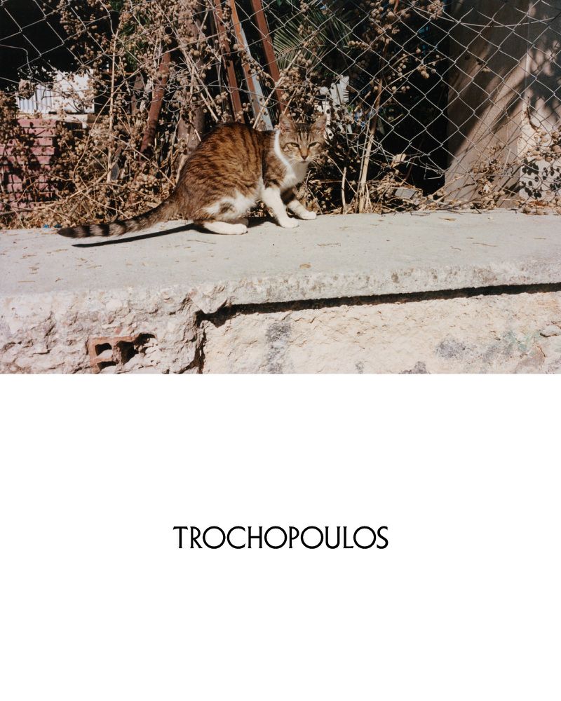 Brown tabby cat standing on a concrete ledge outdoors near a chain-link fence and dry brush, looking directly at the camera.