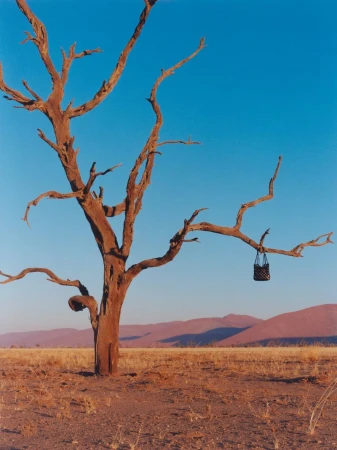 Scenic view of a brown, leafless tree with a dark handbag hanging from a branch in a dry field against a blue sky.