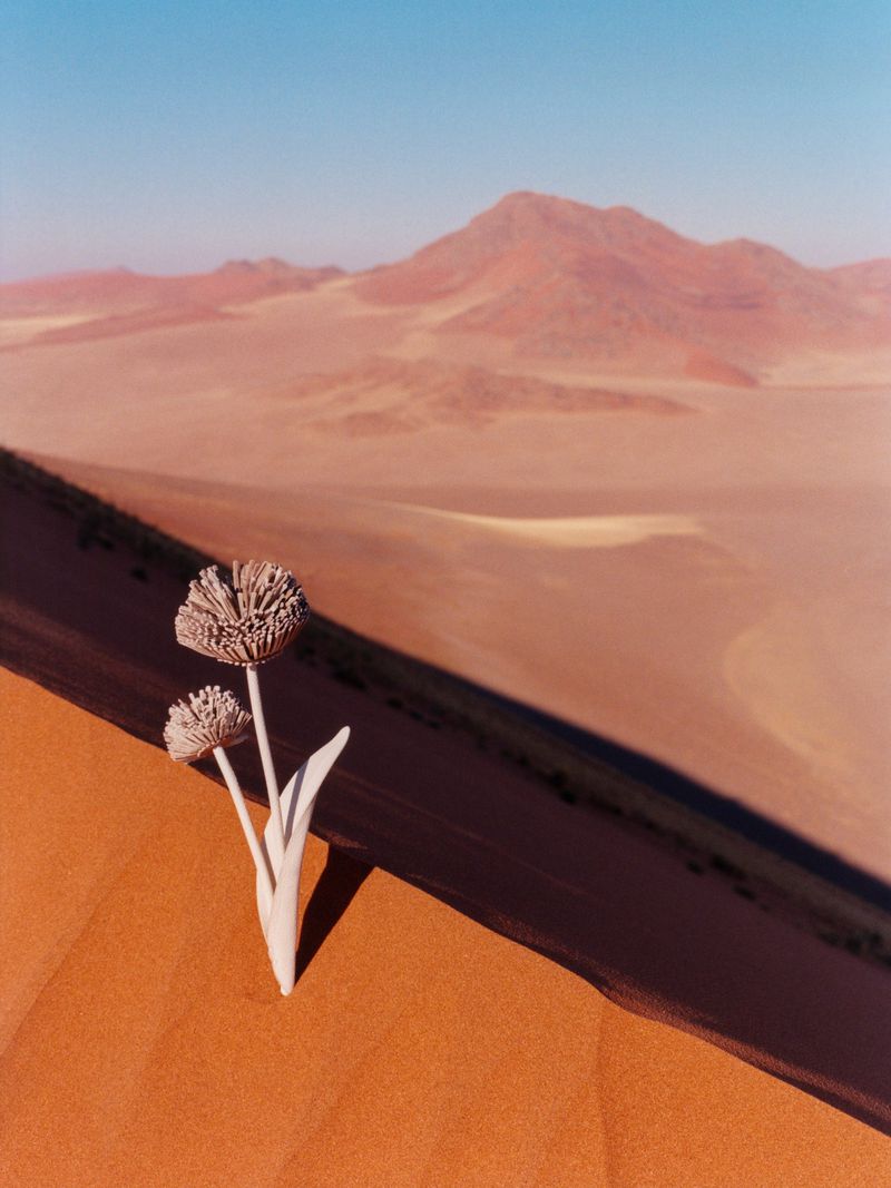 Dried flower stems stand against a dune landscape under a clear blue sky, creating a stark yet harmonious desert vista.