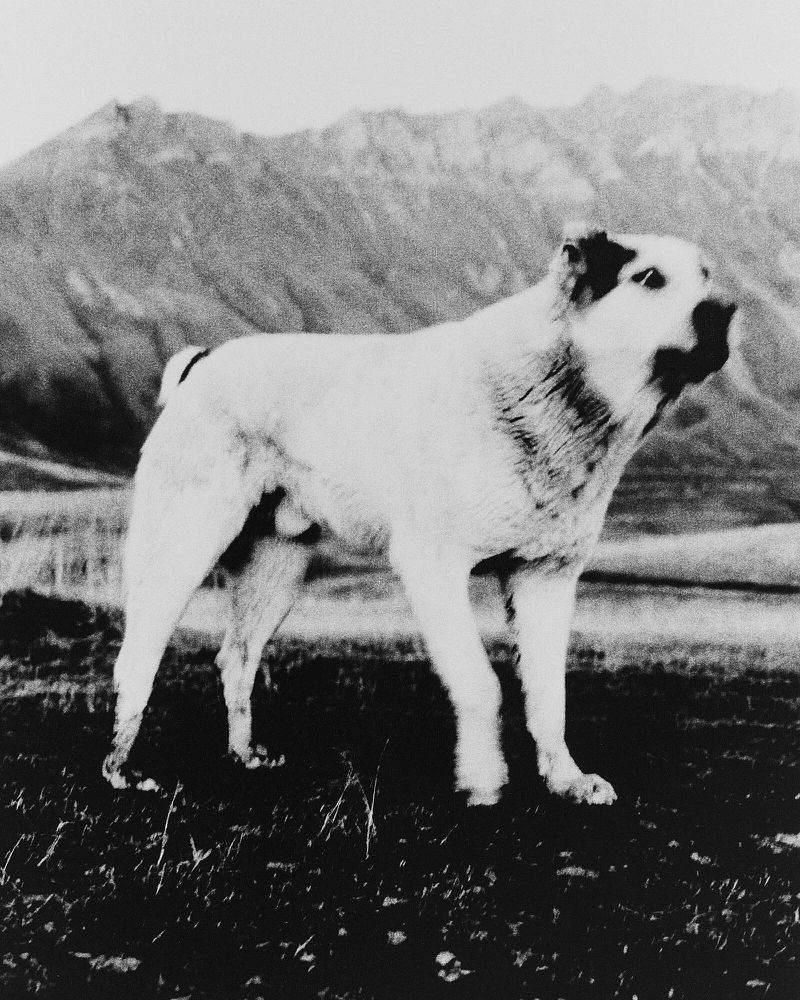 Archival black and white photograph of a large white shepherd dog standing alert in an alpine mountain landscape.