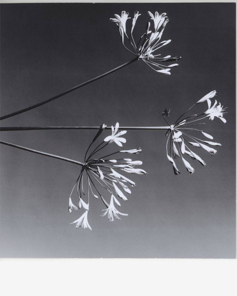 Black and white photo of three agapanthus flower heads with slender stems against a smooth, graduated grey background. Botanical art.