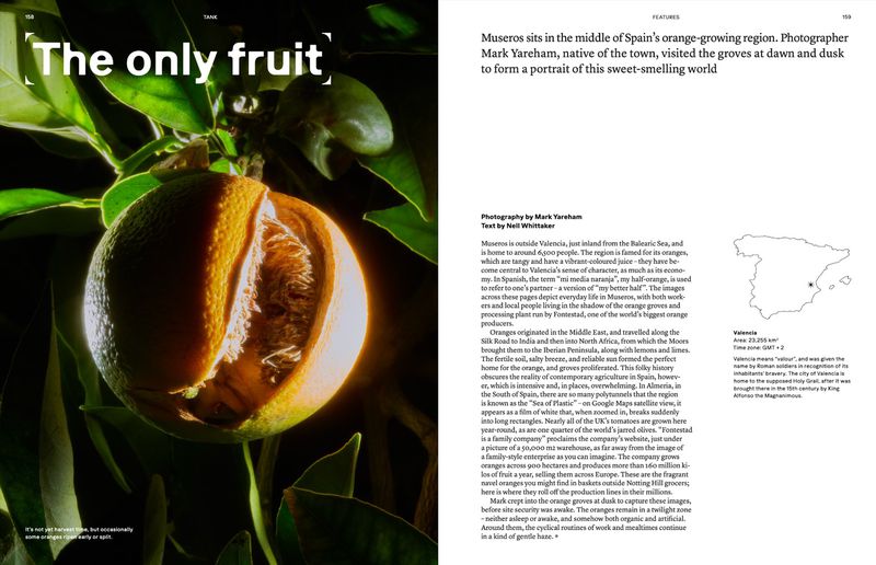 Split orange on the branch of a tree with green leaves, magazine article about oranges in Spain, photographed at dusk in twilight.