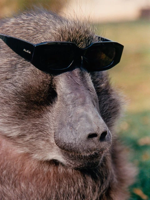 Close-up of a baboon's face wearing black 'Alaia' sunglasses against a blurred green background, showcasing animal portraiture.