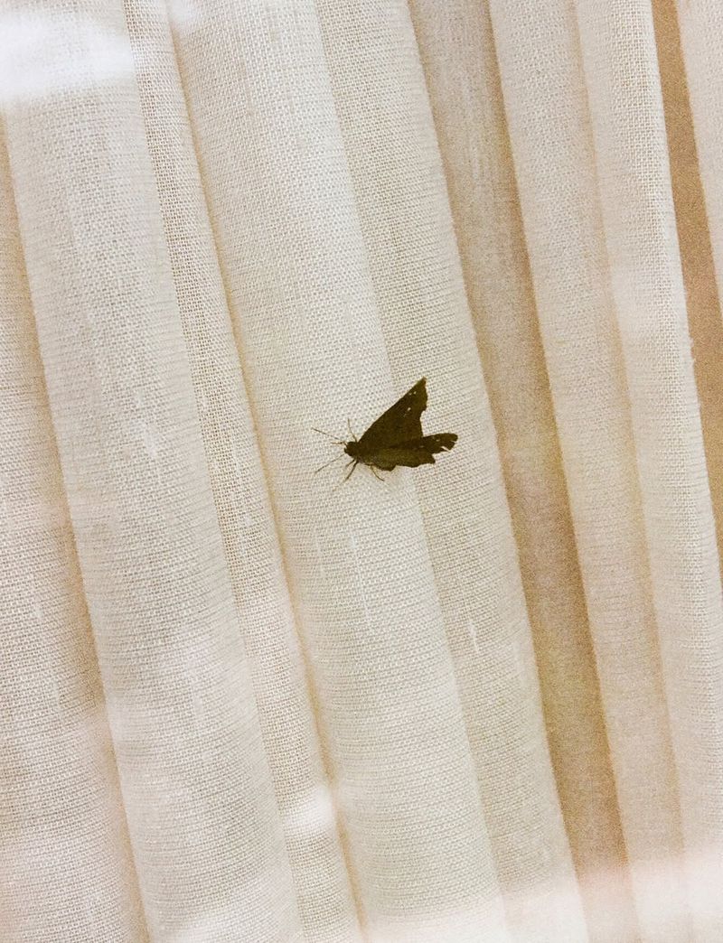 Close-up of a brown moth with damaged wings perched on a light-colored, textured curtain with vertical folds, bathed in soft lighting.