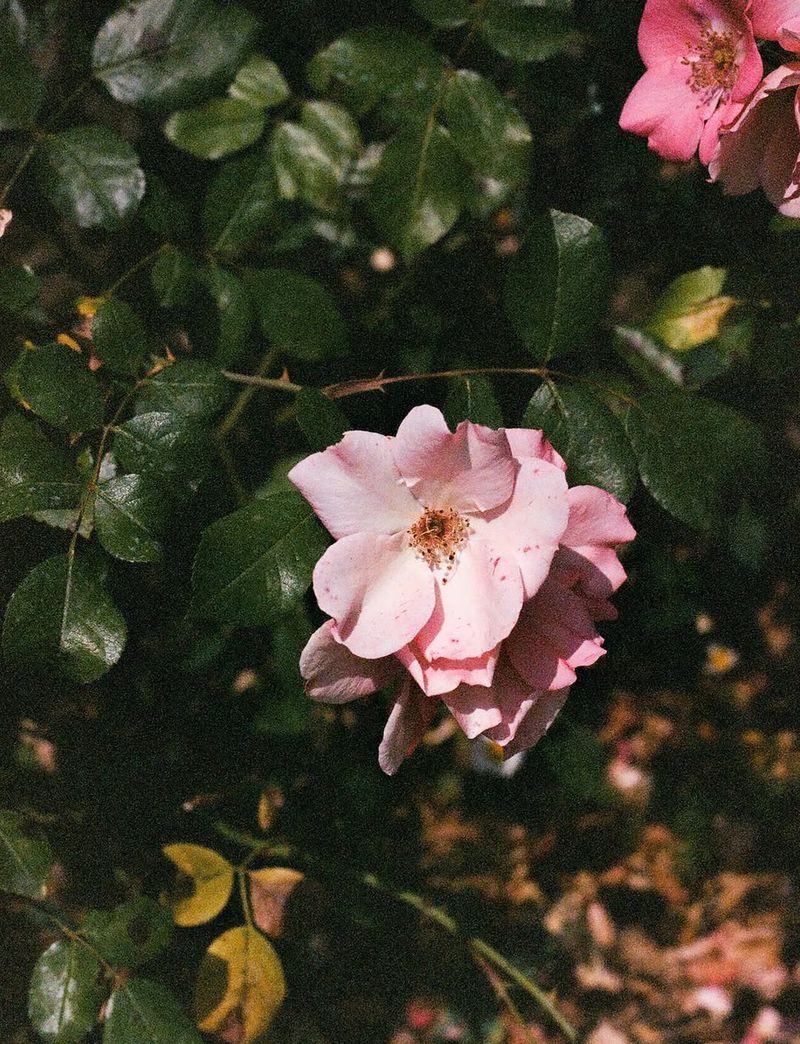 Close-up of a blooming pink rose surrounded by green leaves, capturing its delicate petals and vibrant color in natural light.
