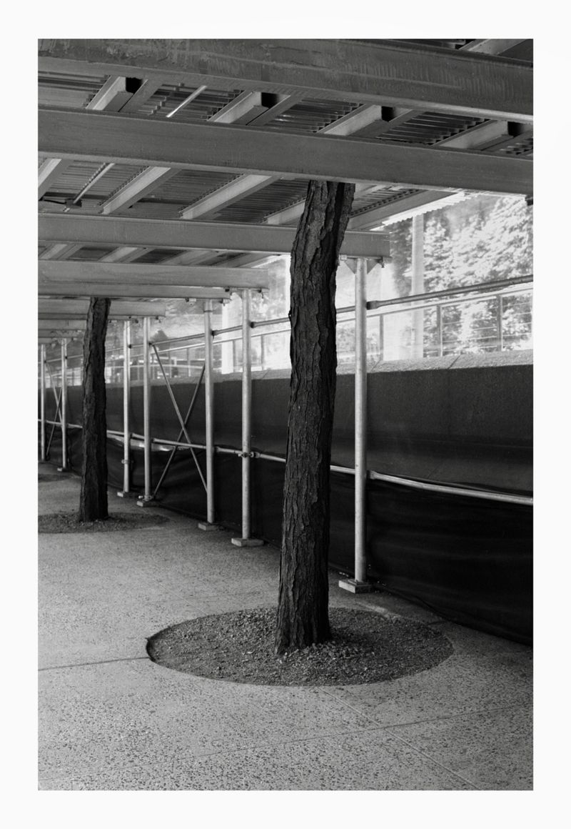 Monochrome photograph of trees growing through paved urban walkway under a metal canopy, with a fence-like structure in the background.
