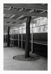 Black and white view of tree trunks growing through circular pavement cutouts beneath urban sidewalk scaffolding.