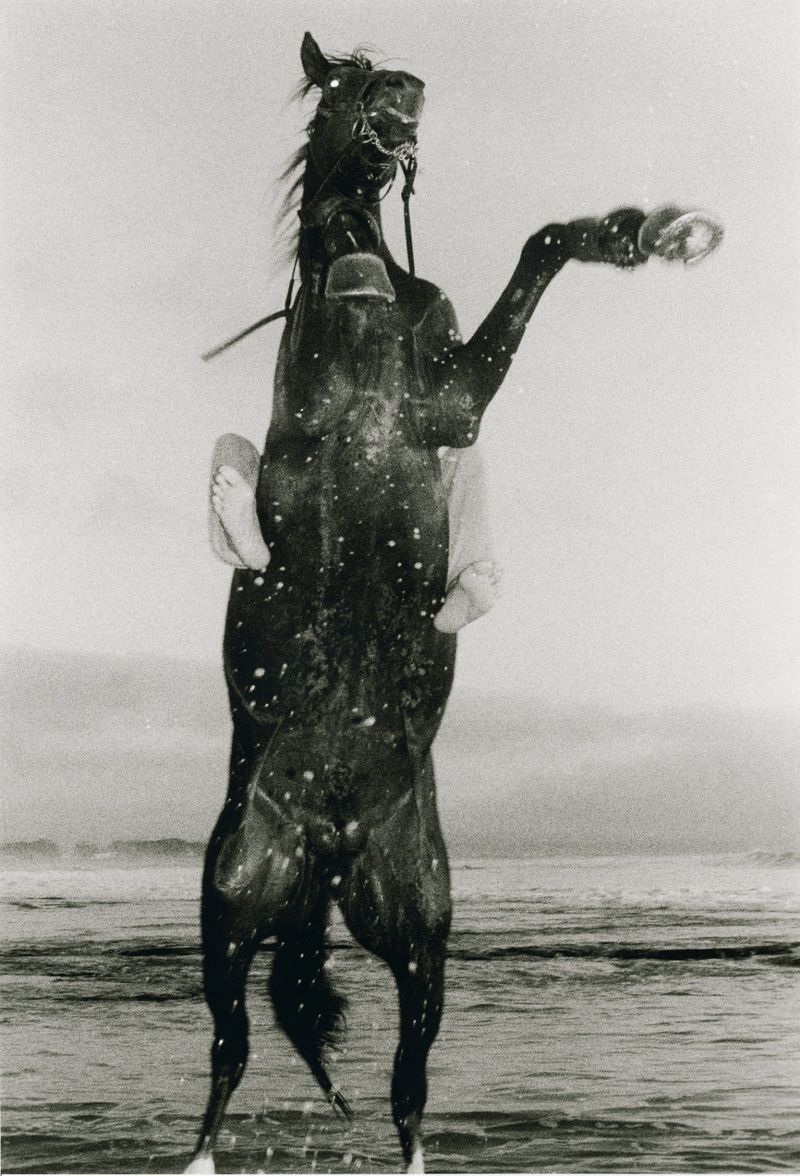 A dark horse rears up on its hind legs, standing in shallow ocean water, its hooves splashing; a person sits atop the horse.