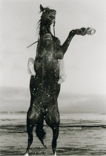A dark horse rears up on its hind legs, standing in shallow ocean water, its hooves splashing; a person sits atop the horse.