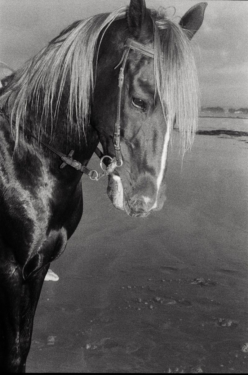 Portrait of a majestic horse on a beach. The horse has a dark coat, a light-colored mane, and a bridle. The beach is in the background.