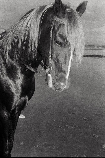 Portrait of a majestic horse on a beach. The horse has a dark coat, a light-colored mane, and a bridle. The beach is in the background.