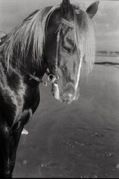 Black and white close-up portrait of a dark horse wearing a leather bridle on a sandy beach.