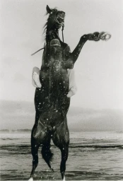 Black horse rearing up on its hind legs on a wet sandy beach under an overcast sky, captured in monochrome.