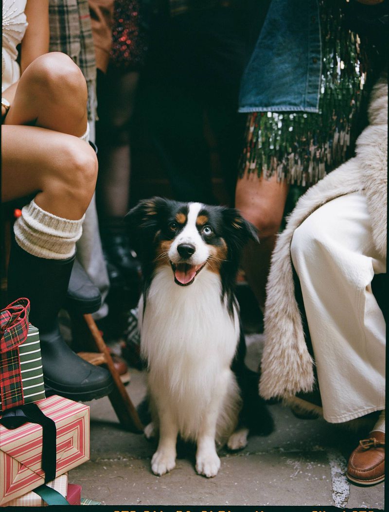 An adorable dog sits surrounded by gift boxes and people wearing fashionable clothing, creating a festive and stylish holiday scene.