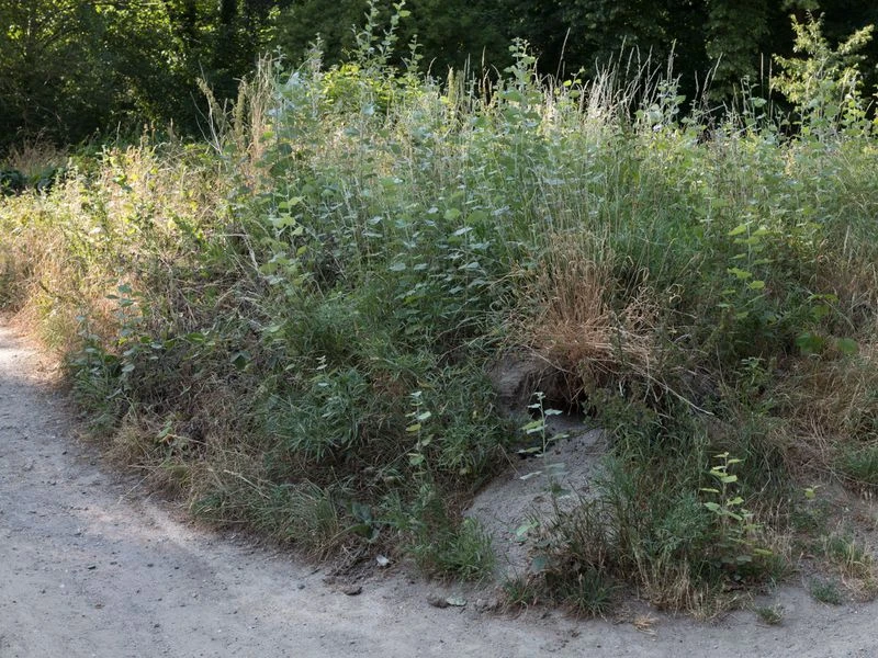 Ground-level view of a dirt path alongside dense tall grass, weeds, and shrubbery with a forest in the distant background on a sunny day.