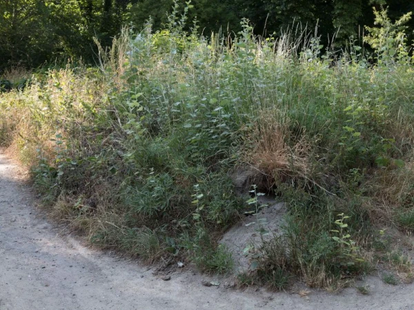 Ground-level view of a dirt path alongside dense tall grass, weeds, and shrubbery with a forest in the distant background on a sunny day.