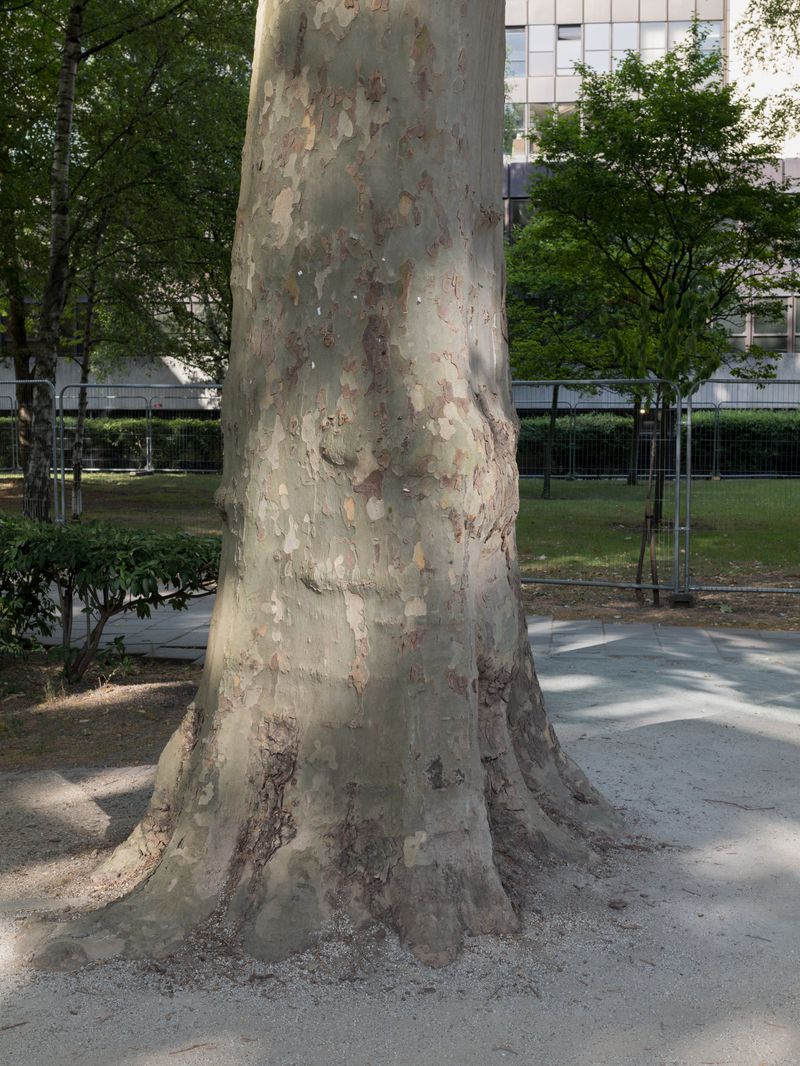 Close-up of a mature sycamore tree trunk with mottled bark in a park setting, featuring lush green foliage and soft, natural light.