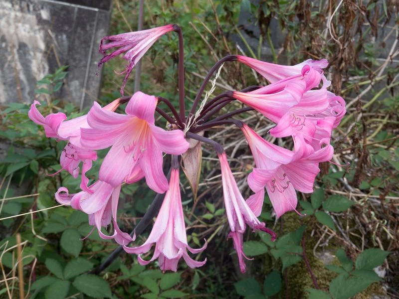 Close-up of a cluster of pink Amaryllis belladonna flowers with a dark stem and lush green foliage in a natural outdoor setting.