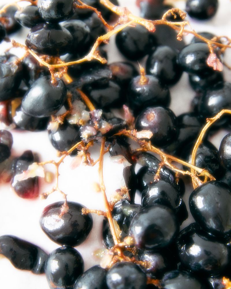 Close-up showcases a pile of ripe, dark grapes still attached to their stems, set against a stark white backdrop, emphasising their texture.
