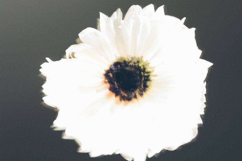 Close-up of a white daisy with a dark center on a gray background, showcasing its delicate petals and simple elegance.