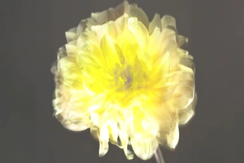 Close-up of a vibrant yellow dahlia flower with a soft, blurred effect against a dark background, creating a dreamy and ethereal floral image.