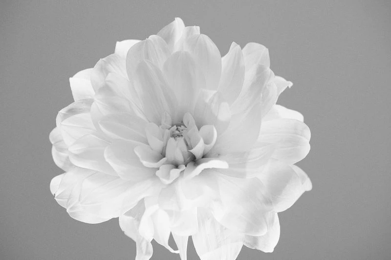 Monochromatic close-up of a dahlia with delicate petals, set against a soft grey background, capturing its detailed floral structure.