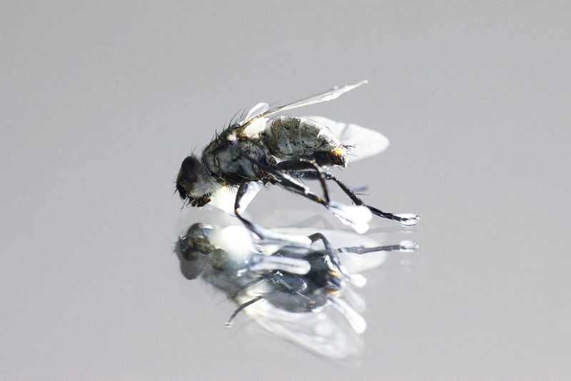 Macro photograph of a fly perched atop a reflective surface against a muted gray background with a soft, even lighting.