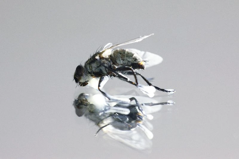 Macro photograph of a fly perched atop a reflective surface against a muted gray background with a soft, even lighting.