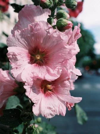 Close-up of light pink hollyhock flowers with green buds and leaves, set against a blurred urban backdrop on a sunny day.