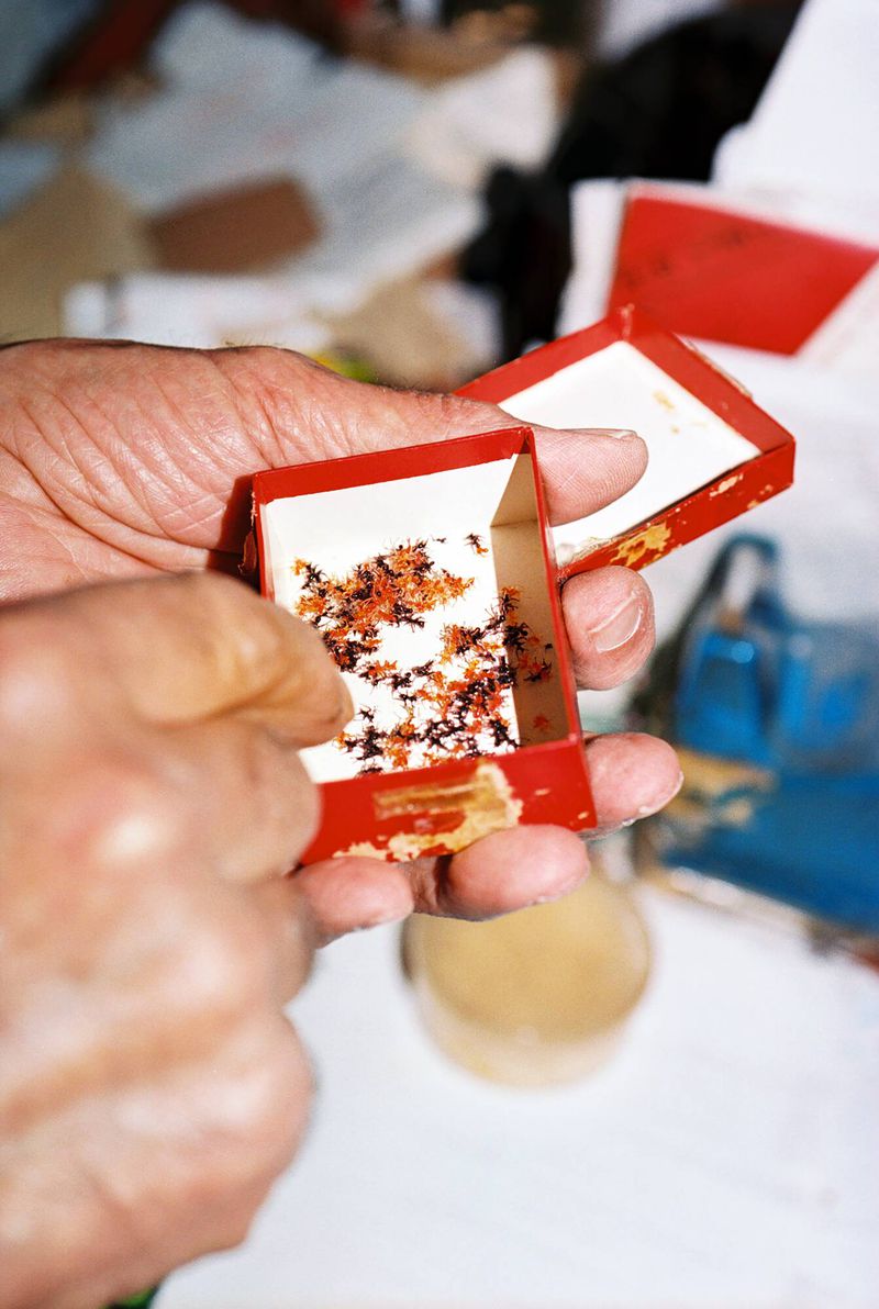 Adult holds open red box filled with small insect specimens, presented against a blurred background in an indoor setting.