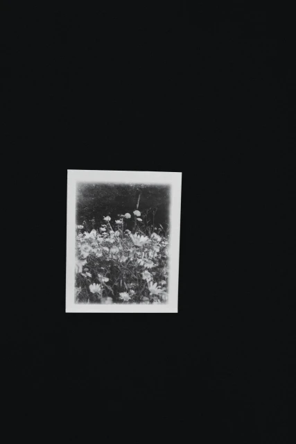Monochrome image of a field of daisies with a dark, blurred background, presented as a photograph on a white card against a black background.
