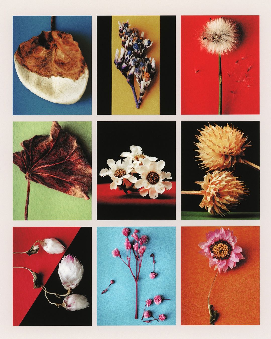 Botanical collage with assorted pressed and dried flowers and leaves arranged in a grid on solid color backgrounds; studio photography.