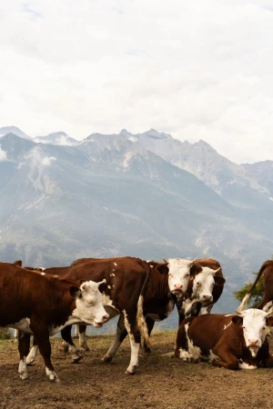 A group of brown and white cows stand on a grassy hill with a mountainous landscape and cloudy sky in the background on an overcast day.
