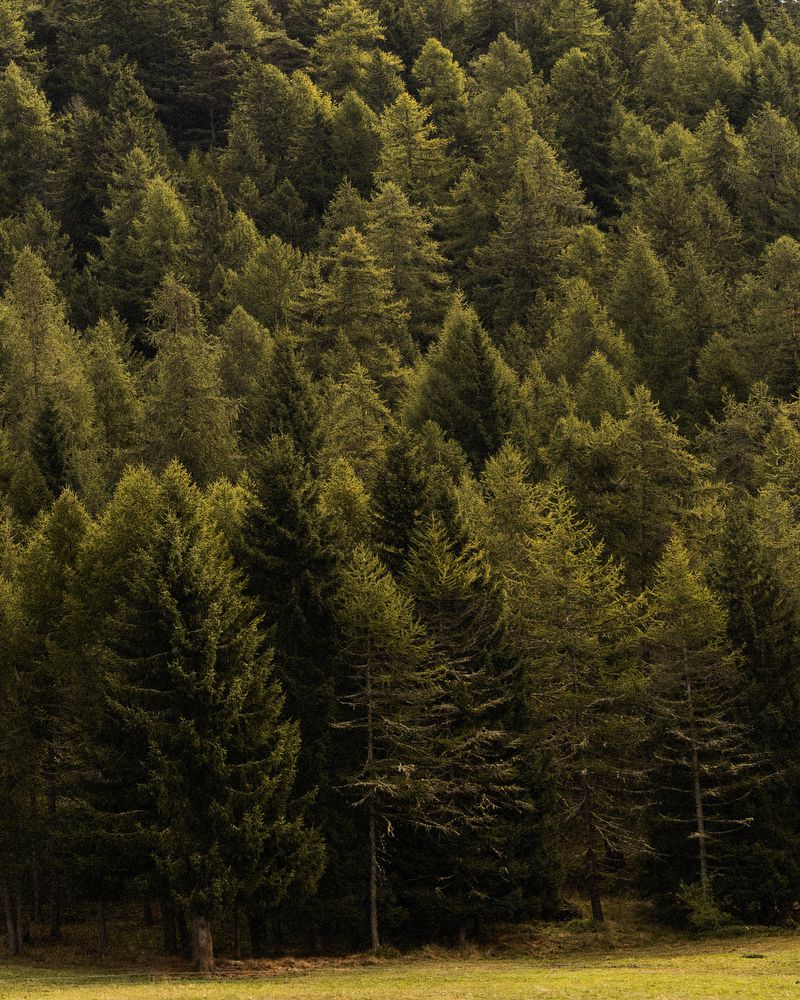 Dense hillside forest with green trees and sunlight, showcasing a lush natural environment.