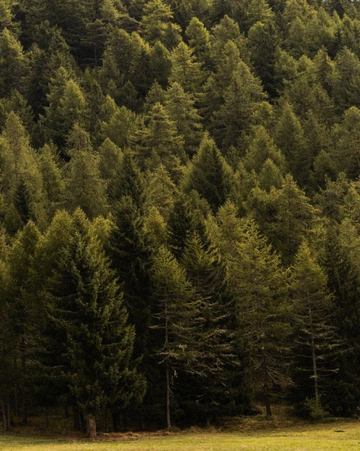 Dense hillside forest with green trees and sunlight, showcasing a lush natural environment.