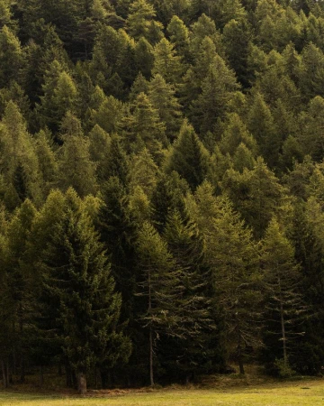 Dense hillside forest with green trees and sunlight, showcasing a lush natural environment.