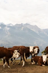 Brown and white cows grazing on a high pasture with misty mountain peaks in the background