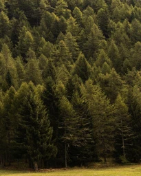 Dense evergreen pine forest covering a hillside with a narrow strip of golden grassy meadow at the bottom.